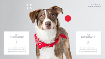 애완 동물 스튜디오 사진 사업 계획 샘플_07