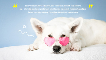 애완 동물 스튜디오 사진 사업 계획 샘플_14