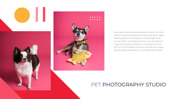 Fotografia in studio per animali domestici Profilo aziendale PPT modello_08