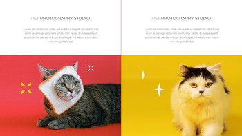 Pet Studio Photography company profile ppt template_10