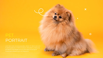 Pet Studio Photography company profile ppt template_17