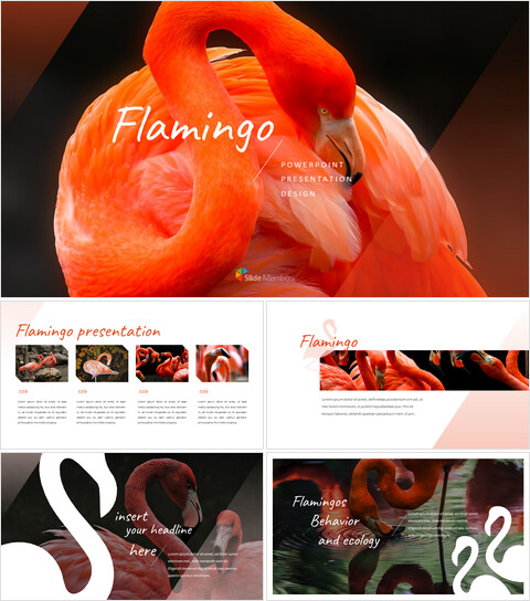 Flamingo Google Slides Presentation_40 slides