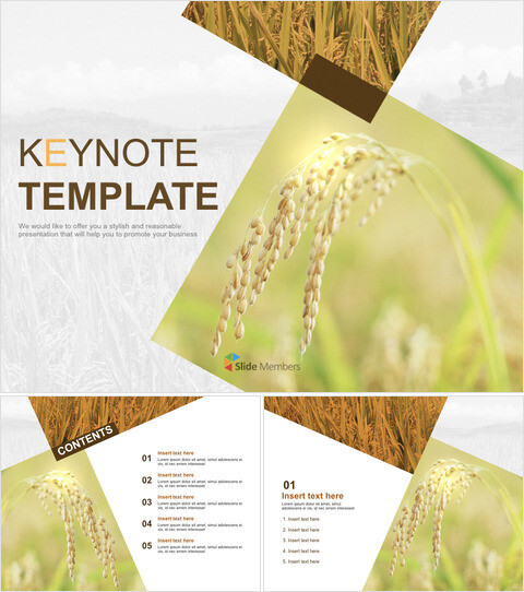 Free Keynote Template - An Ear of rice Drooping_6 slides